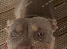 A beautiful American pocket bully for sale looking for a loving home