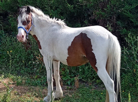 2 year old beautiful pony PATCH