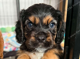 Beautiful cavalier king charles puppies