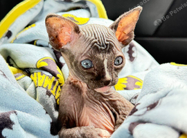 Male black-and-white (bicolor) Sphynx kitten with blue eyes