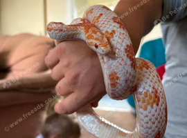 6 year old Amel male corn snake & Viv