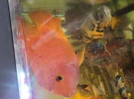 king Kong Parrot fish , Albino tiger large Oscars Large Tiger oscar and Red Oscar