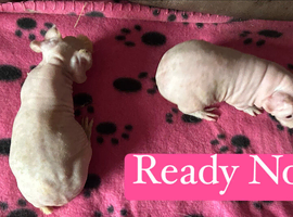 Skinny Pig Sows