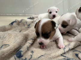 Traditional jack rustle pups