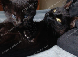 Female kitten