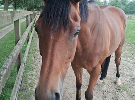 Bay 4yr old mare