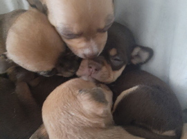 Tiny Chihuahua Puppies