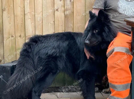 *Proven* Black German Shepherd Dog Male at Stud