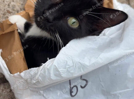 3 cats for rehoming 1 female 2 male