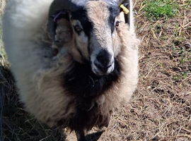 Badger faced Ram (proven)