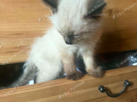 Ragdoll cross kittens