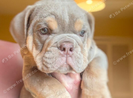 KC English bulldogs