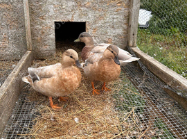Pairs Trios of call ducks