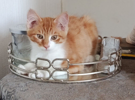 Two kittens ready for their forever home