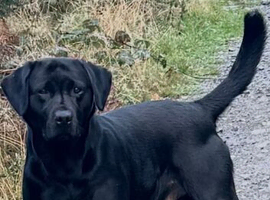 Drakeshead black lab for stud