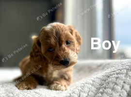 Layla adorable cockapoo puppies ready now