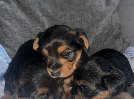 Yorkshire terrier puppies