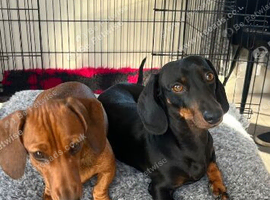 Miniature dachshund pups
