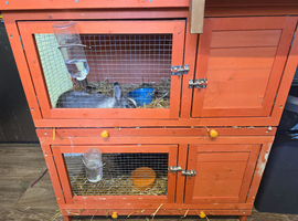 2 male dwarf  netherland rabbits