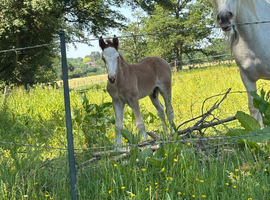 Lovely strawberry roan cob colt looking for his new home