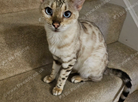 Stunning 5yr Snow Bengal Looking for Her Forever Home