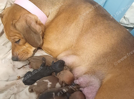 Bulldach puppies
