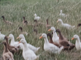 Point of lay ducks