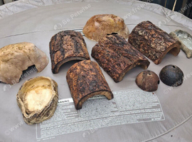 Reptile hides