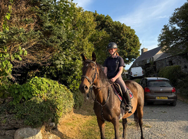 Perfect dressage/ family horse