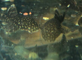 Tropical fish for sale