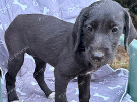 Labrador and Lurcher puppies