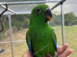 Hand reared 15 week old Eclectus