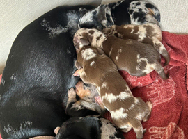 Only 3 beautiful boys left!