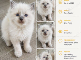 Ragdoll kittens for sale