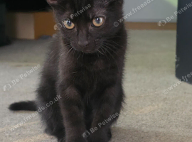 Pure black female