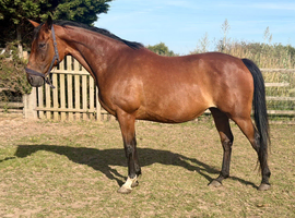 16.1 12yr old chunky thoroughbred mare
