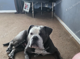 Oldie english bulldog