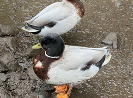 Call duck drake