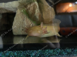 Stumpy the 1 year old Axolotl