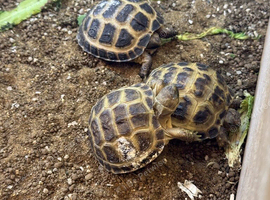 Lovely young Horsfield (Russian) tortoises looking for caring and responsible new homes.