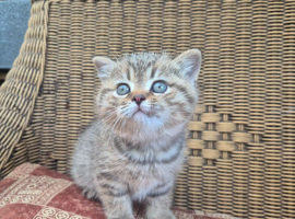 STUNNING BRITISH SHORTHAIR BOYS