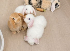 Beautiful mini lops boys & girls