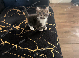 Beautiful girl kitten