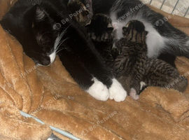 Tabby kittens