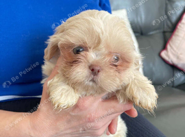 imperial shih tzu 2 boys left