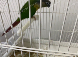 12 week old conure