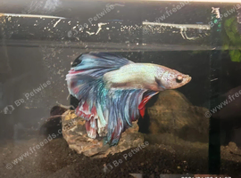 Alien Betta, Betta Males and females