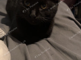 Female black cat 4 years old
