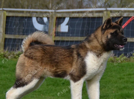 Male Akita kc registered