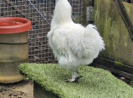 White Silkie Cockerells